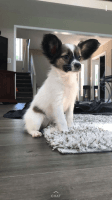 Papillon Puppies for sale in Chesterfield Township, MI, USA. price: NA