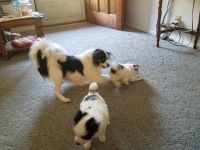 Papillon Puppies for sale in Wheeling, WV 26003, USA. price: NA