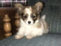 Papillon Puppies for sale in Detroit, MI 48219, USA. price: NA