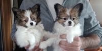 Papillon Puppies for sale in Des Moines, IA 50306, USA. price: NA