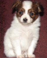Papillon Puppies for sale in Piedmont, CA 94610, USA. price: NA