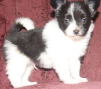 Papillon Puppies for sale in Little Rock, AR 72206, USA. price: NA