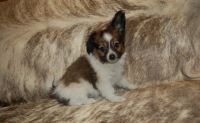 Papillon Puppies for sale in Baltimore, MD, USA. price: NA