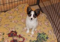 Papillon Puppies for sale in Louisville, KY, USA. price: NA