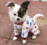 Papillon Puppies for sale in Poland, ME 04274, USA. price: NA
