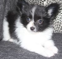Papillon Puppies for sale in Lansing, MI 48912, USA. price: NA
