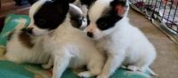 Papillon Puppies for sale in Charleston, WV 25326, USA. price: NA