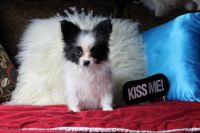 Papillon Puppies for sale in Ocala, FL, USA. price: NA