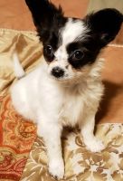 Papillon Puppies for sale in Seattle, WA 98108, USA. price: NA