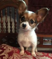 Papillon Puppies for sale in Chicago, IL 60625, USA. price: NA