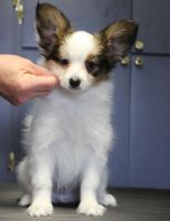 Papillon Puppies for sale in Little Rock, AR 72204, USA. price: NA