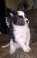Papillon Puppies for sale in Caldwell, ID 83605, USA. price: NA