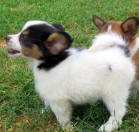 Papillon Puppies for sale in Aztec, NM, USA. price: NA