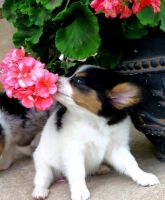 Papillon Puppies for sale in Austin, TX, USA. price: NA