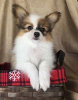 Papillon Puppies for sale in Queen Creek, AZ, USA. price: NA
