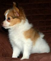Papillon Puppies for sale in Bradford Woods, PA 15015, USA. price: NA