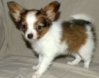 Papillon Puppies for sale in Des Moines, IA, USA. price: NA