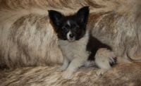 Papillon Puppies for sale in Farmingdale, ME 04344, USA. price: NA