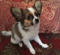 Papillon Puppies for sale in Chicago, IL 60668, USA. price: NA