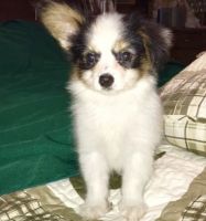 Papillon Puppies for sale in Roanoke, VA 24030, USA. price: NA