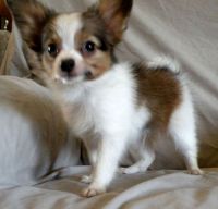Papillon Puppies for sale in Polvadera, NM 87828, USA. price: NA