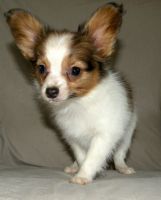 Papillon Puppies for sale in Eugene, OR, USA. price: NA
