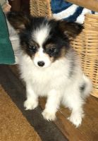 Papillon Puppies for sale in Sterling, VA, USA. price: NA