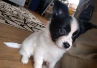 Papillon Puppies for sale in Fargo, ND, USA. price: NA