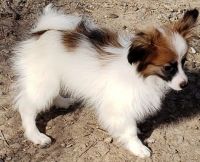Papillon Puppies for sale in Des Moines, IA, USA. price: NA