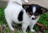 Papillon Puppies for sale in Yazoo City, MS 39194, USA. price: NA