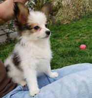 Papillon Puppies for sale in New Orleans, LA, USA. price: NA