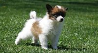 Papillon Puppies for sale in Las Vegas, NV, USA. price: NA