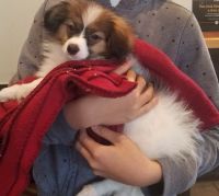 Papillon Puppies for sale in Charlotte, NC, USA. price: NA