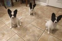Papillon Puppies for sale in Durham, NC, USA. price: NA
