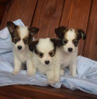 Papillon Puppies for sale in Annandale, VA, USA. price: NA