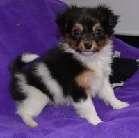Papillon Puppies for sale in Thorp, WI 54771, USA. price: NA