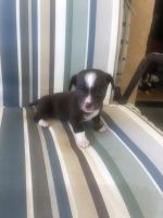Papillon Puppies for sale in Indio, CA, USA. price: NA