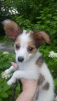 Papillon Puppies for sale in Western Massachusetts, MA, USA. price: NA