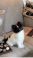 Papillon Puppies for sale in 171 W 71st St, New York, NY 10023, USA. price: NA