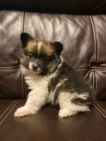 Papillon Puppies for sale in Finlayson, MN 55735, USA. price: NA