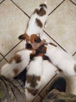 Papillon Puppies for sale in Brooksville, FL 34601, USA. price: NA
