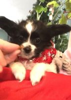 Papillon Puppies for sale in Fort Collins, CO, USA. price: NA