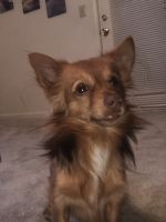 Papillon Puppies for sale in Great Falls, SC 29055, USA. price: NA