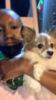 Papillon Puppies for sale in Winston-Salem, NC 27105, USA. price: NA