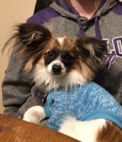 Papillon Puppies for sale in Monticello, MN, USA. price: NA