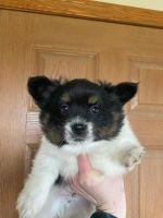 Papillon Puppies for sale in Finlayson, MN 55735, USA. price: NA