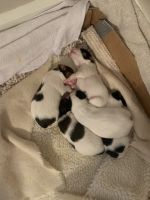 Papillon Puppies for sale in Cabot, AR, USA. price: NA