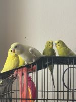 Parakeet Birds for sale in Queens, NY, USA. price: NA
