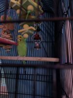 Parakeet Birds for sale in Lawrence, MA 01841, USA. price: NA