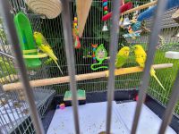 Parakeet Birds for sale in Blaine, MN, USA. price: NA